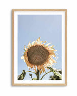 Sunny Bloom Shot by Clint | Art Print