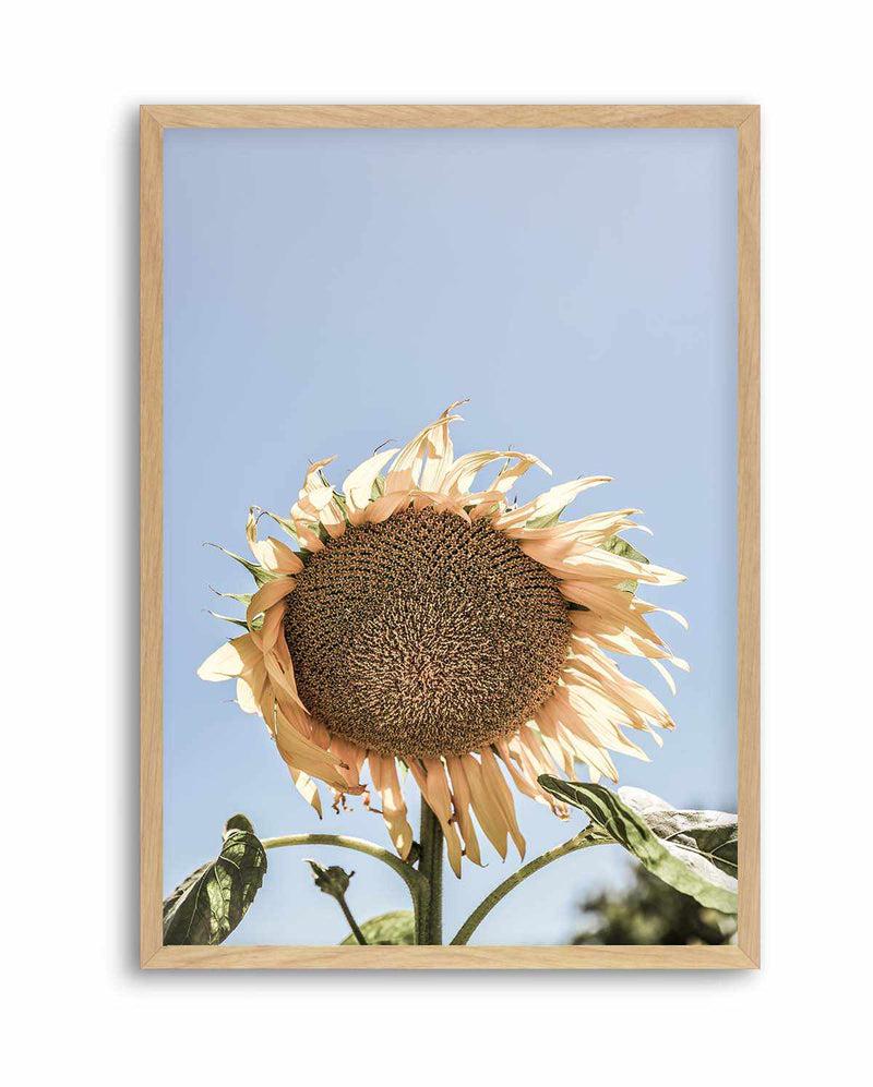 Sunny Bloom Shot by Clint | Art Print