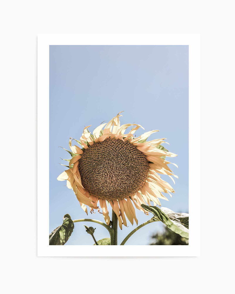 Sunny Bloom Shot by Clint | Art Print