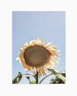 Sunny Bloom Shot by Clint | Art Print