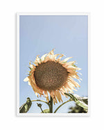 Sunny Bloom Shot by Clint | Art Print