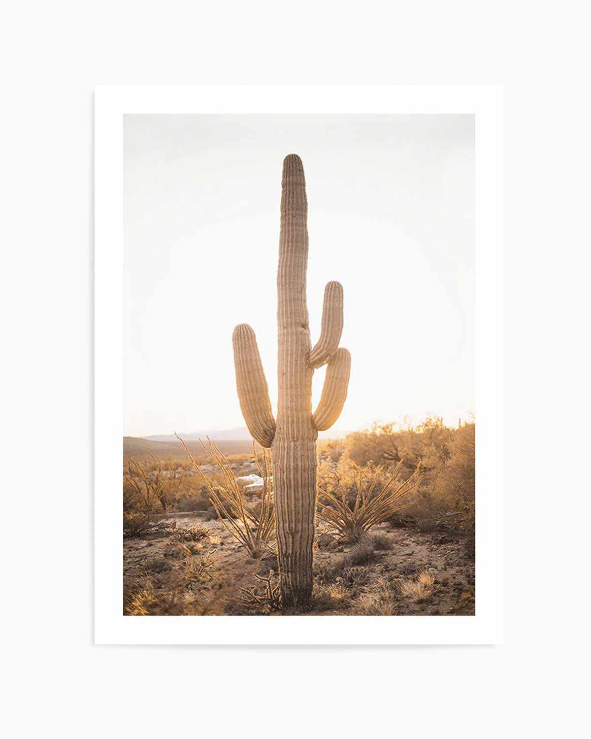 Sunset Cactus Art Print