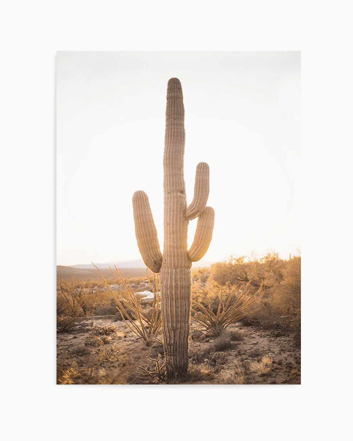 Sunset Cactus Art Print