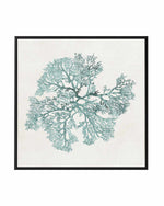 Teal Coral II | Framed Canvas Art Print