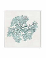 Teal Coral II | Framed Canvas Art Print