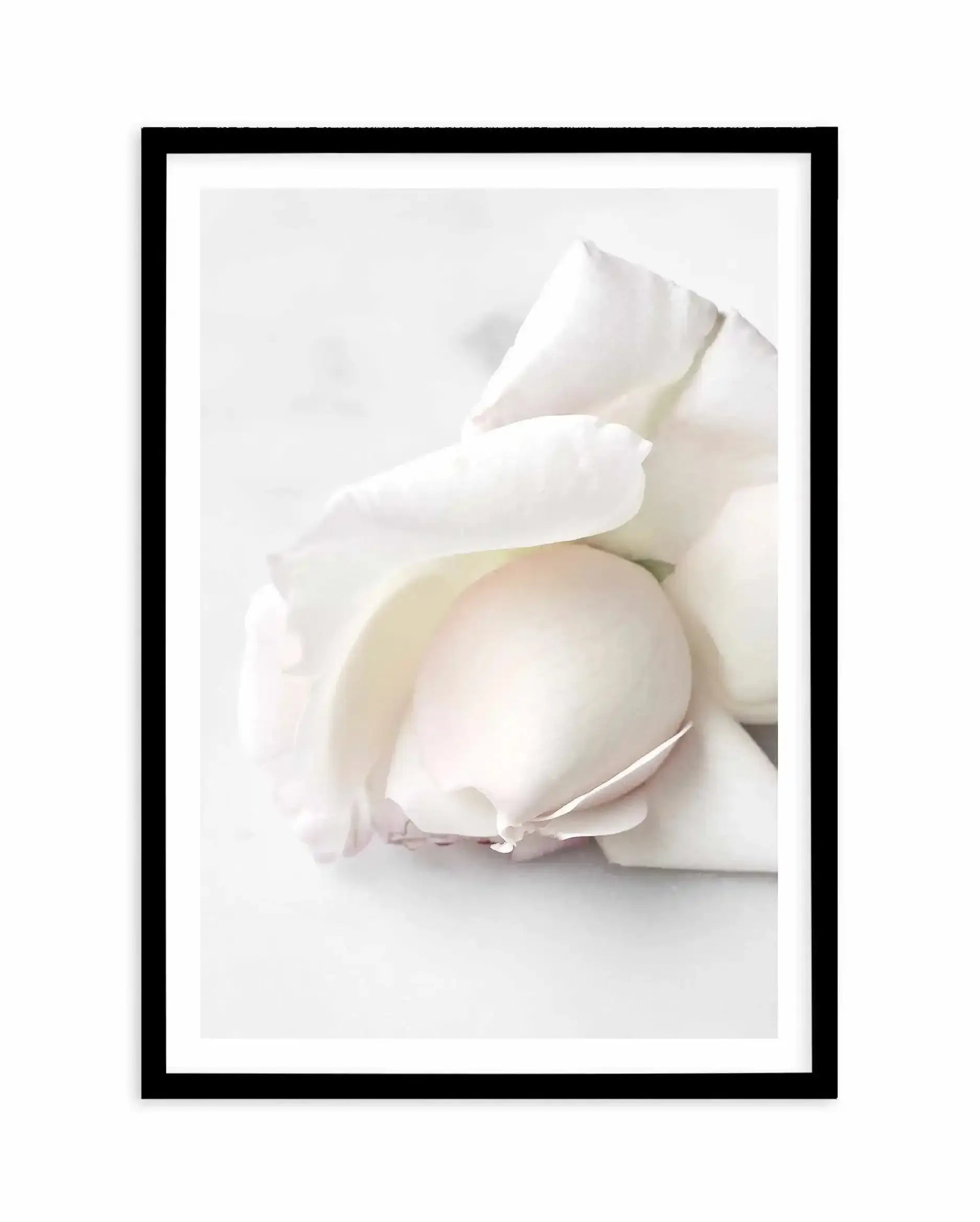 The First Rose Art Print-PRINT-Olive et Oriel-Olive et Oriel-A5 | 5.8" x 8.3" | 14.8 x 21cm-Black-With White Border-Buy-Australian-Art-Prints-Online-with-Olive-et-Oriel-Your-Artwork-Specialists-Austrailia-Decorate-With-Coastal-Photo-Wall-Art-Prints-From-Our-Beach-House-Artwork-Collection-Fine-Poster-and-Framed-Artwork