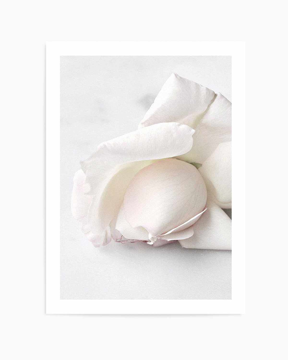 The First Rose Art Print