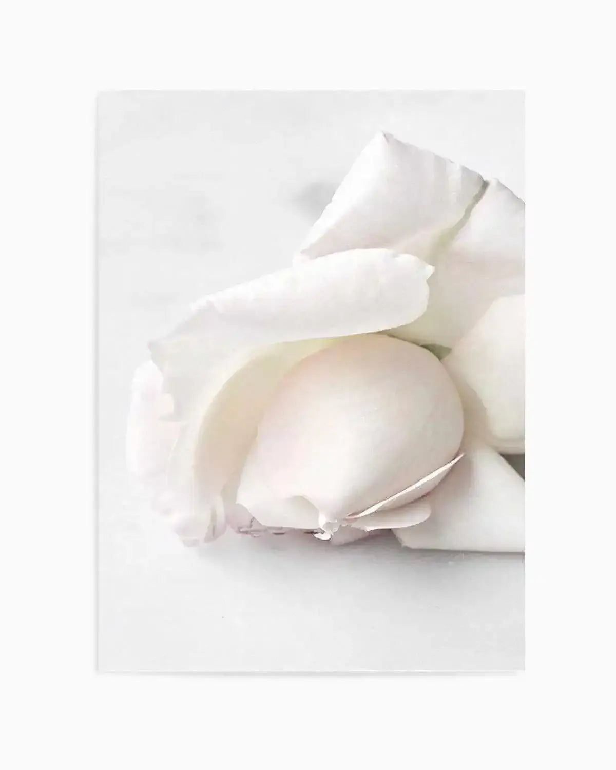 The First Rose Art Print from Olive et Oriel where you can shop wallpaper and artworks online