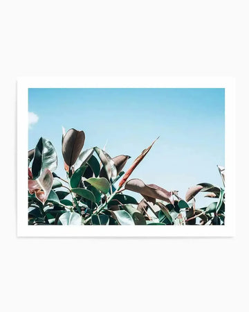 Art print featuring a photograph of fig tree branches with green leaves and dark brown figs against a clear blue sky. The image has a natural, botanical quality with warm sunlight highlighting the foliage. The print is displayed in a white frame with a white border, shown against a light background.