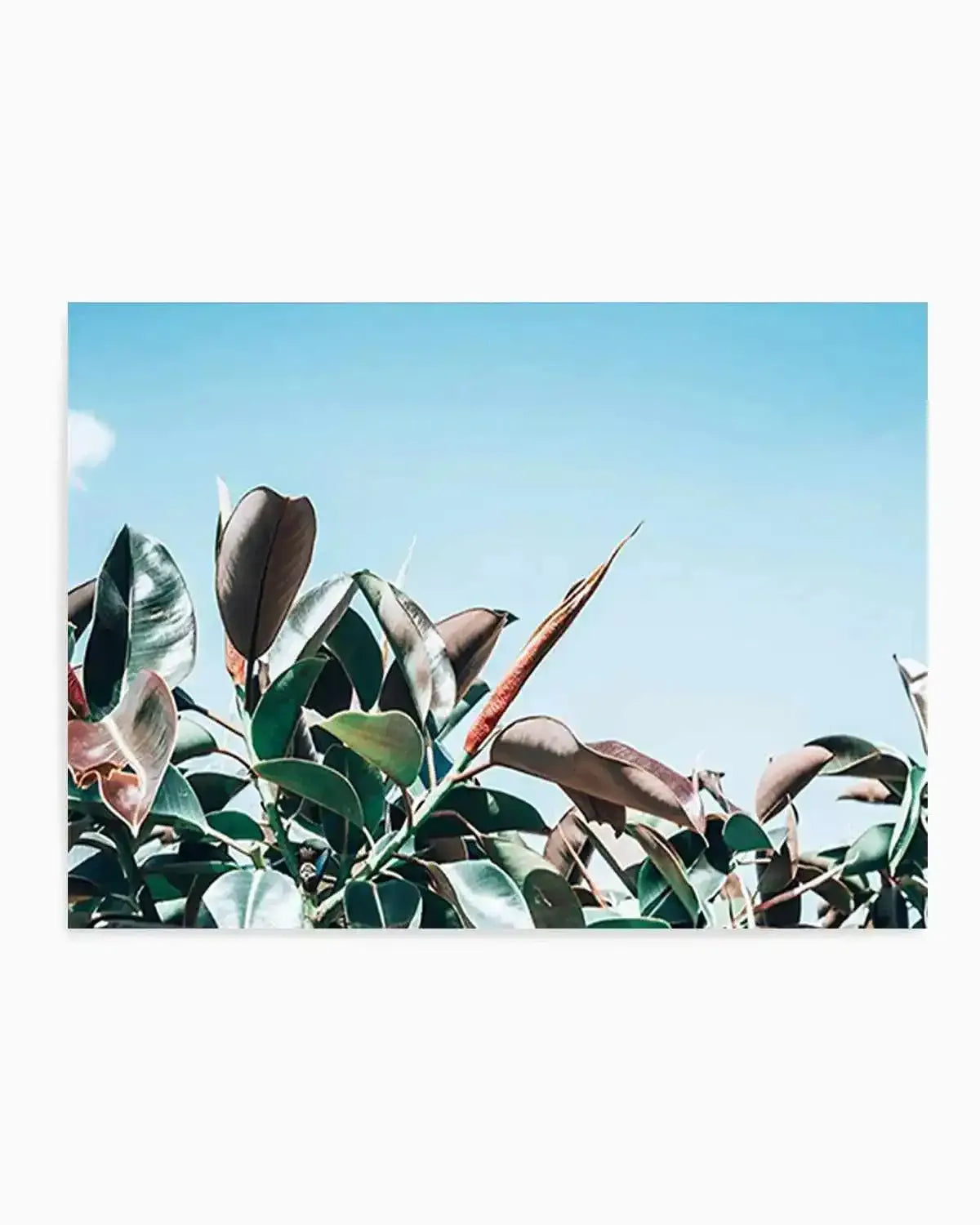 The Other Fig Art Print from Olive et Oriel where you can shop wallpaper and artworks online