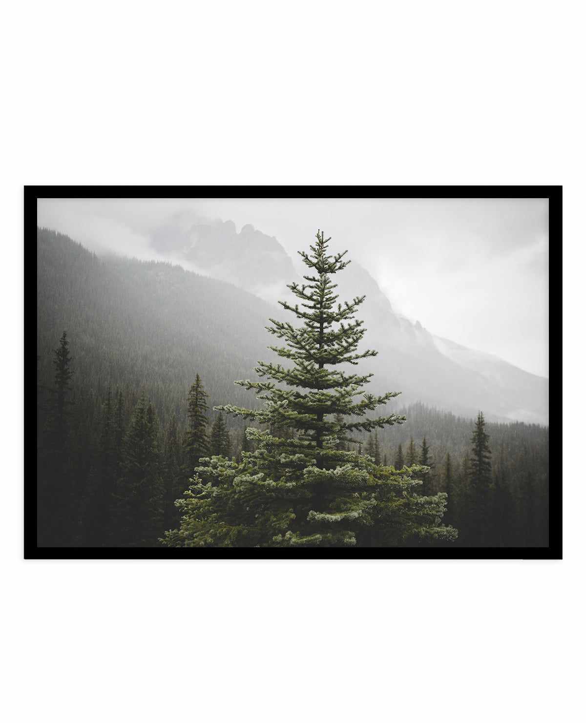 The Pine by Kalen X | Art Print