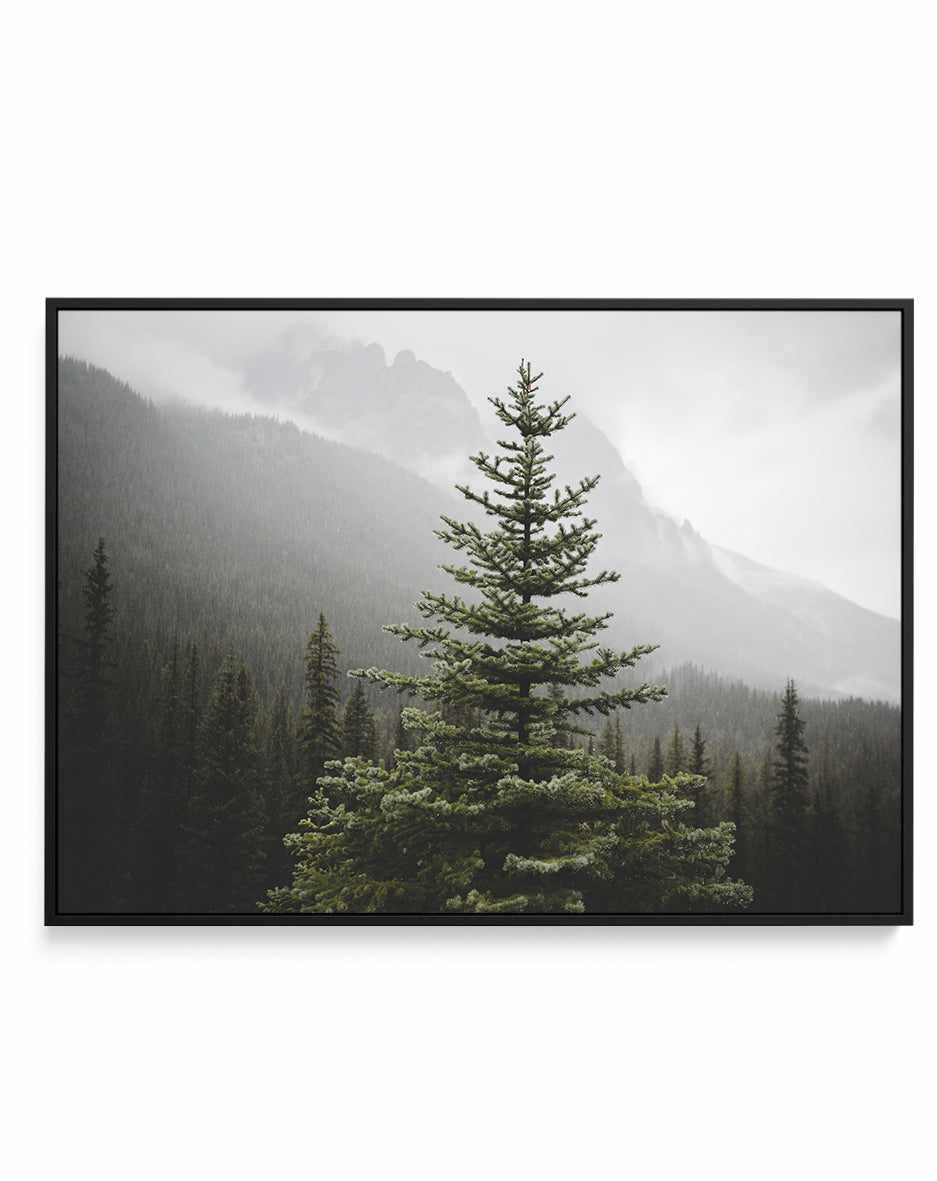 The Pine by Kalen X | Framed Canvas Art Print