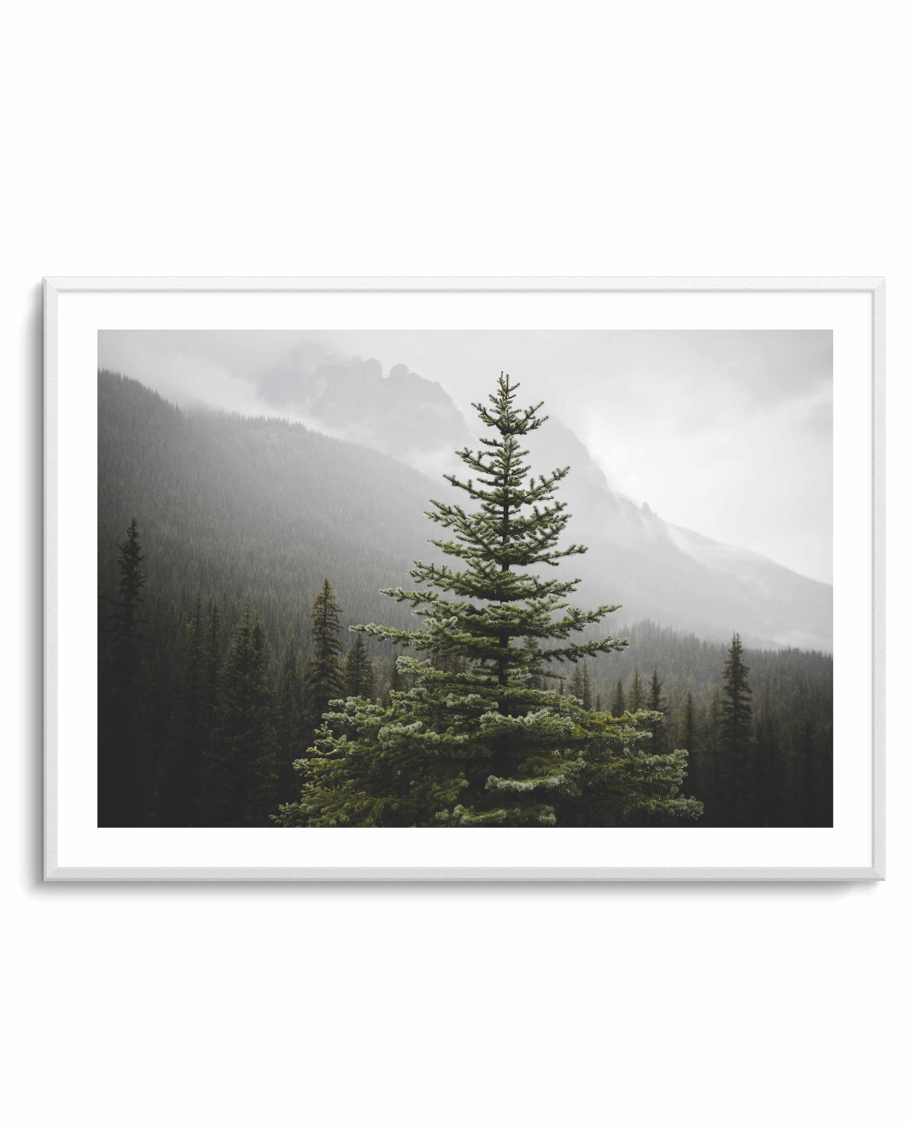 The Pine by Kalen X | Art Print