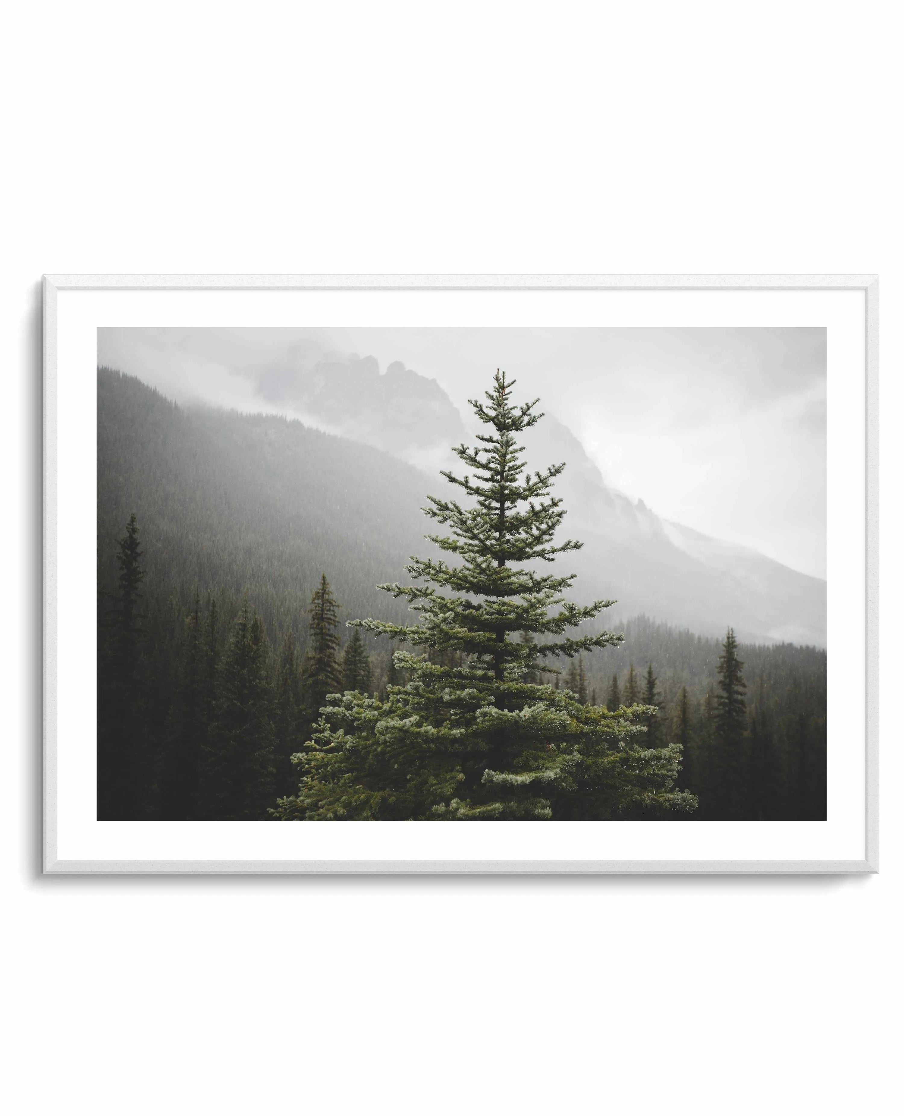 The Pine by Kalen X | Art Print from Olive et Oriel where you can shop wallpaper and artworks online