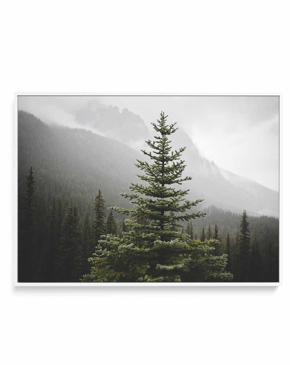 The Pine by Kalen X | Framed Canvas Art Print