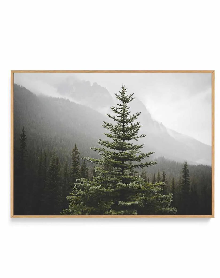 The Pine by Kalen X | Framed Canvas Art Print from Olive et Oriel where you can shop wallpaper and artworks online