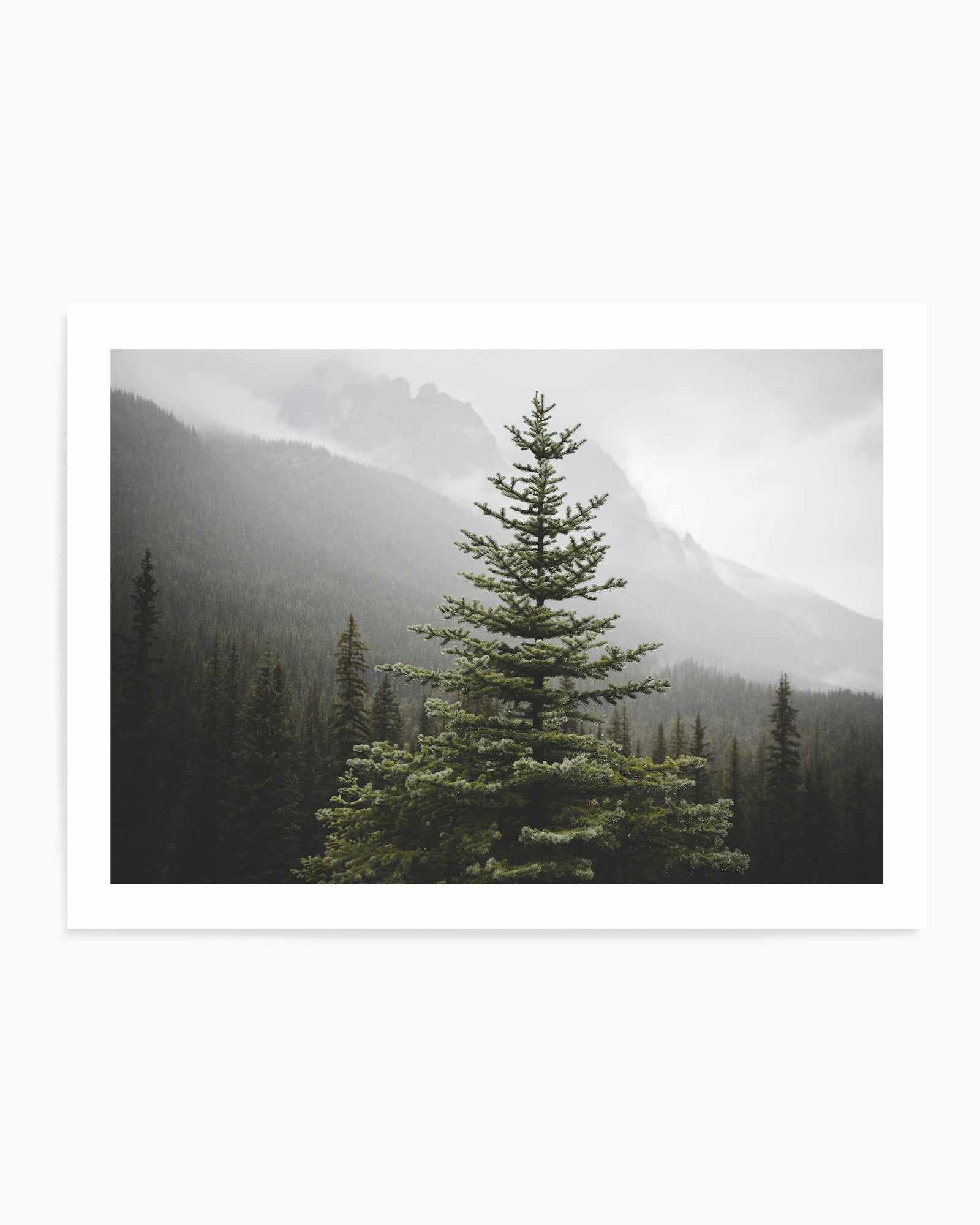 The Pine by Kalen X | Art Print