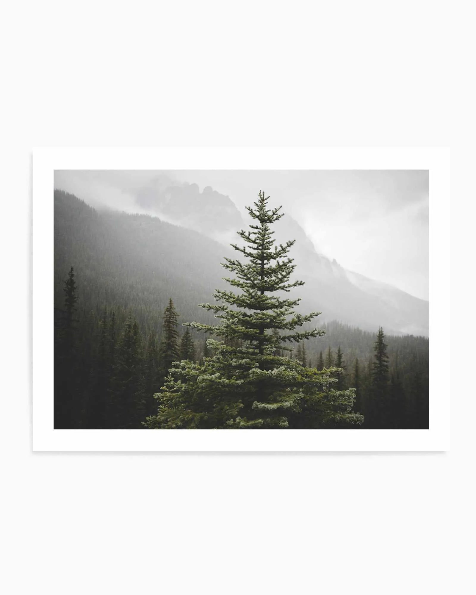 The Pine by Kalen X | Art Print from Olive et Oriel where you can shop wallpaper and artworks online