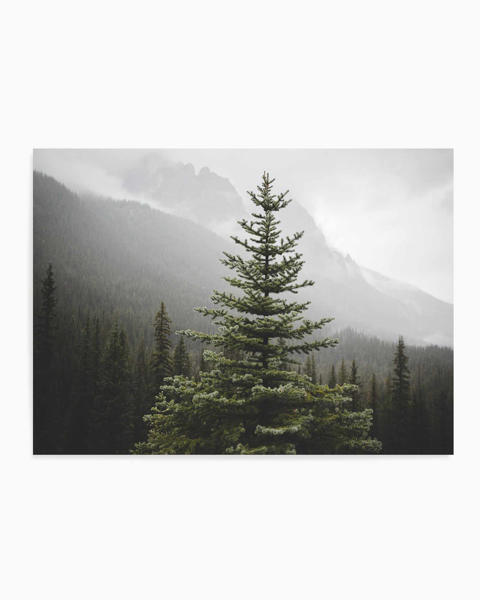 The Pine by Kalen X | Art Print