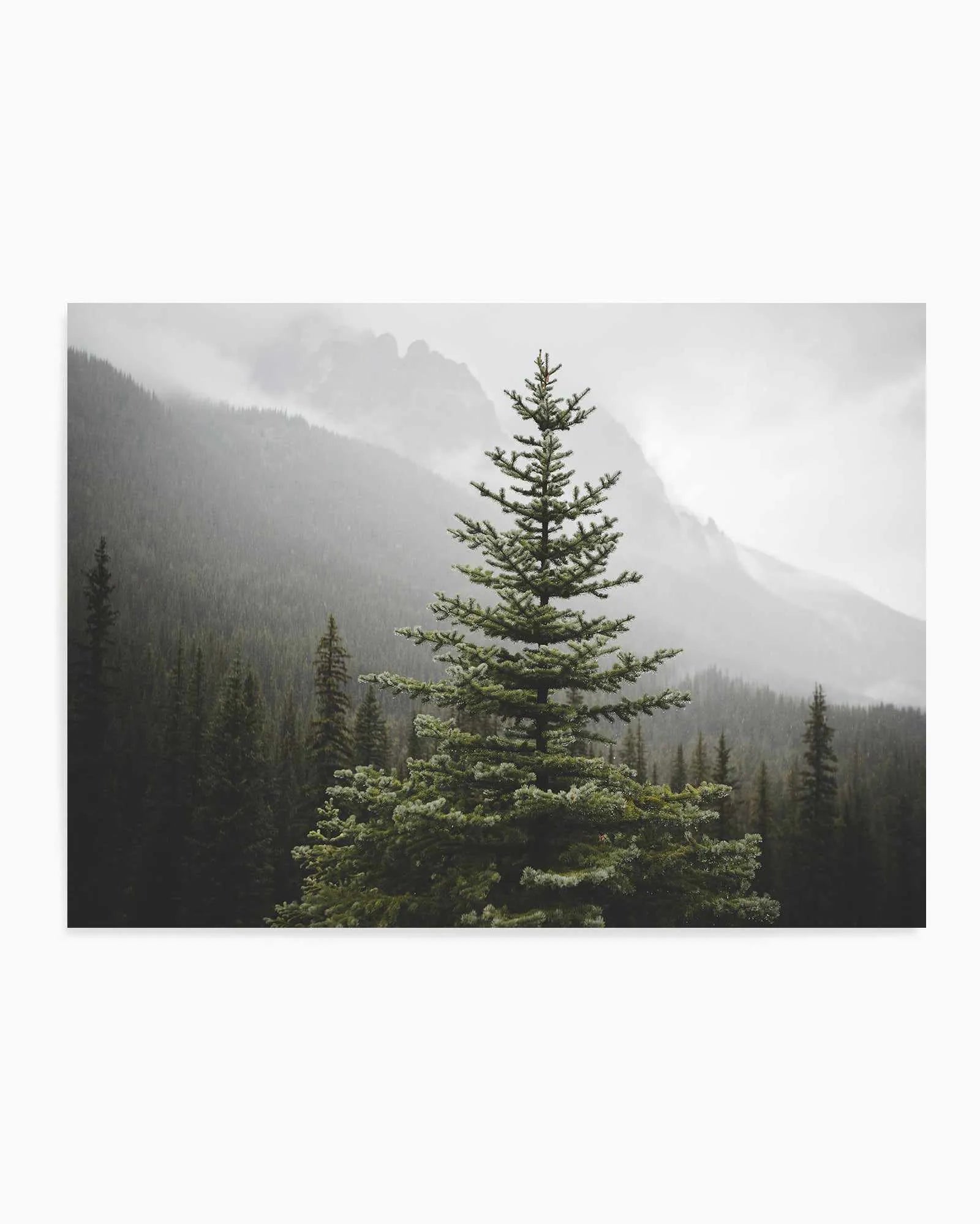 The Pine by Kalen X | Art Print from Olive et Oriel where you can shop wallpaper and artworks online