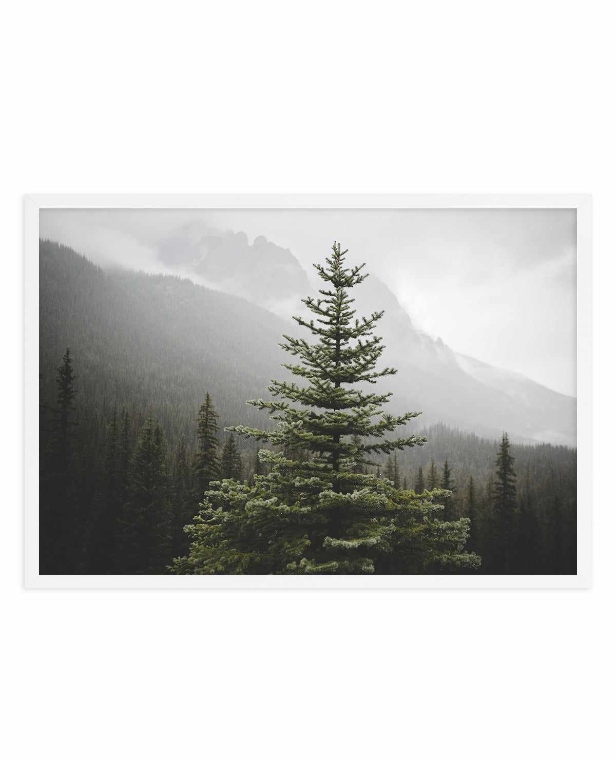 The Pine by Kalen X | Art Print