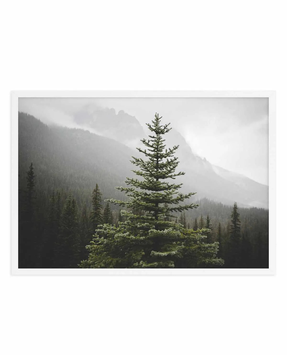 The Pine by Kalen X | Art Print from Olive et Oriel where you can shop wallpaper and artworks online