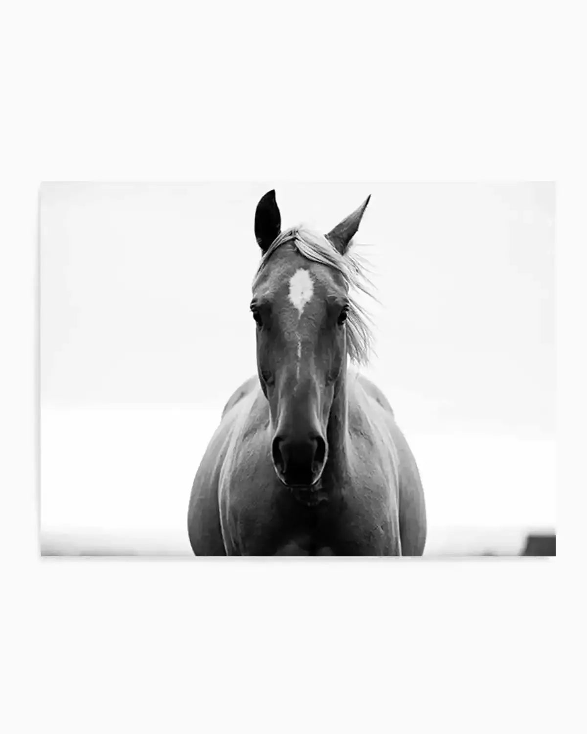 The Stare Art Print from Olive et Oriel where you can shop wallpaper and artworks online