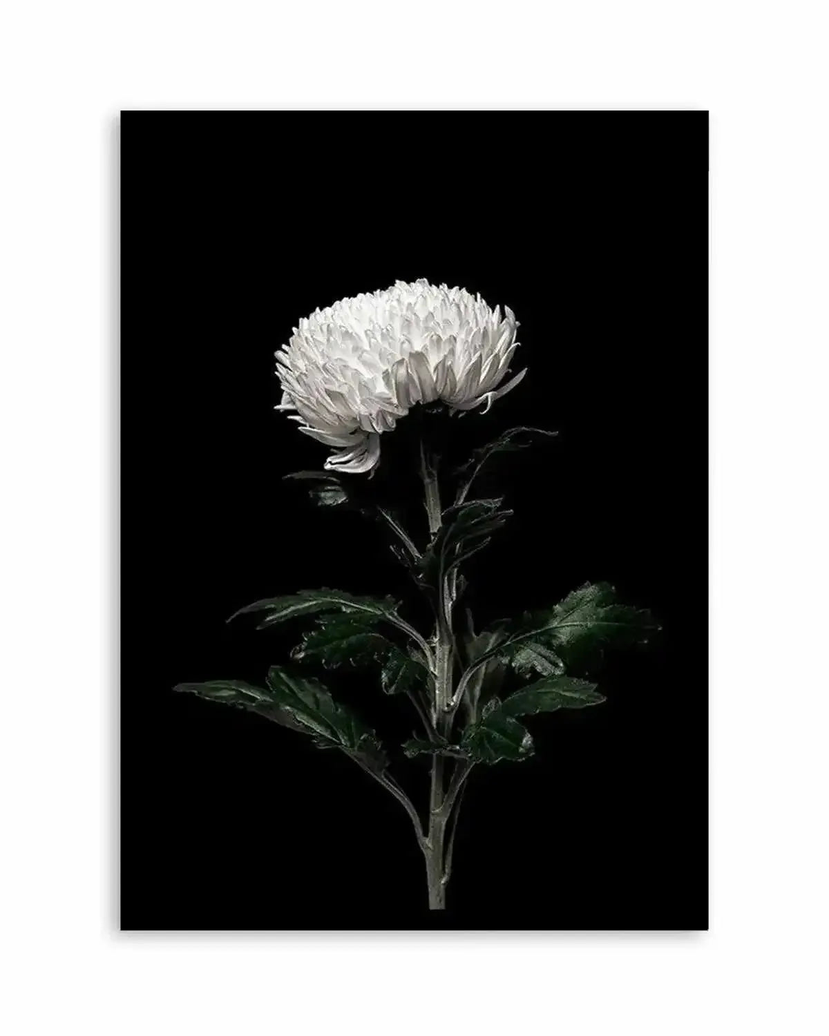 The White Flower | PT Art Print from Olive et Oriel where you can shop wallpaper and artworks online