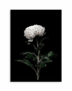 The White Flower | PT Art Print