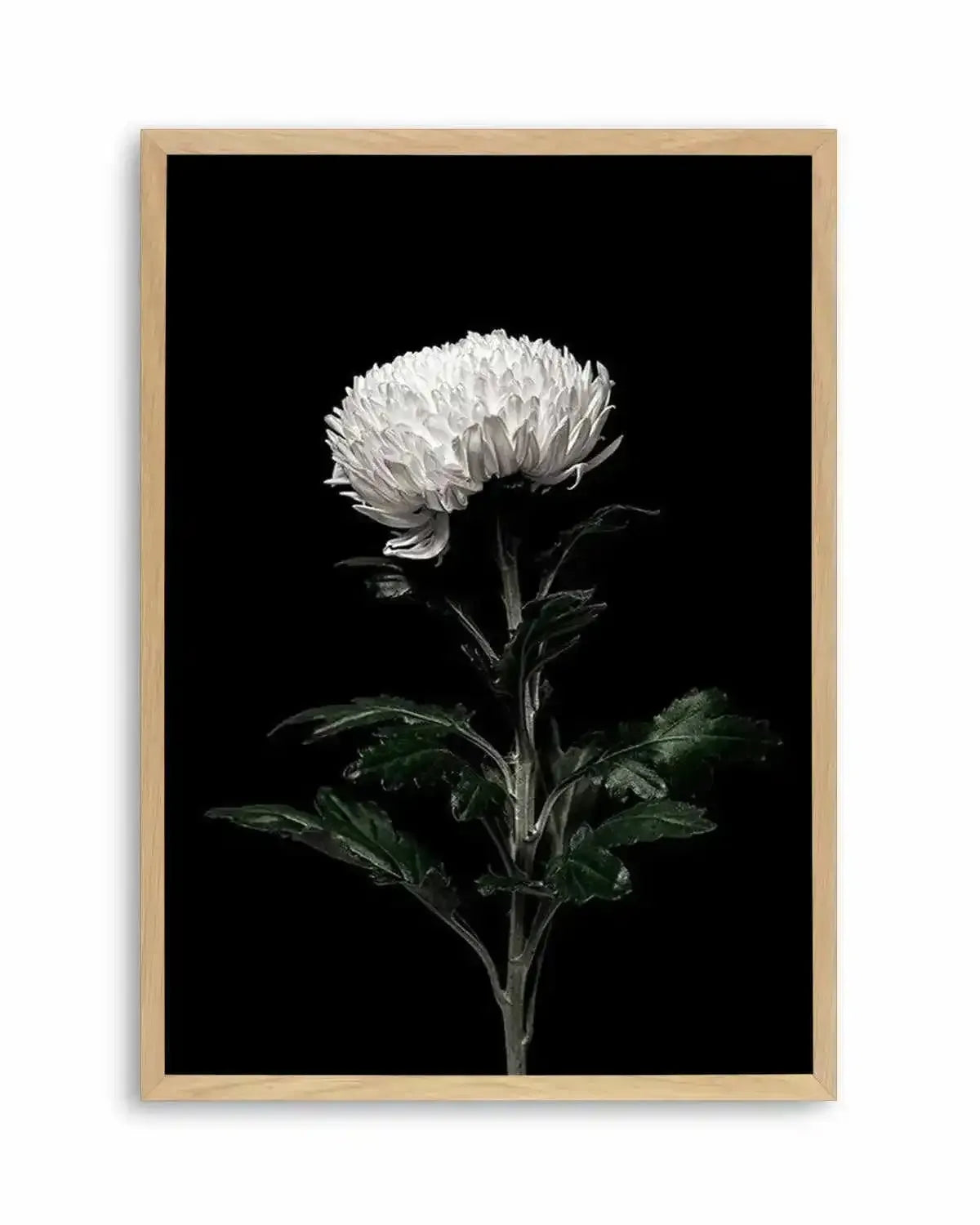 The White Flower | PT Art Print from Olive et Oriel where you can shop wallpaper and artworks online