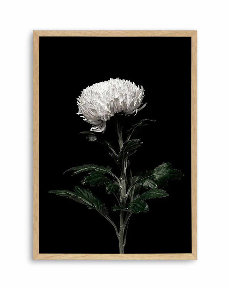 The White Flower | PT Art Print