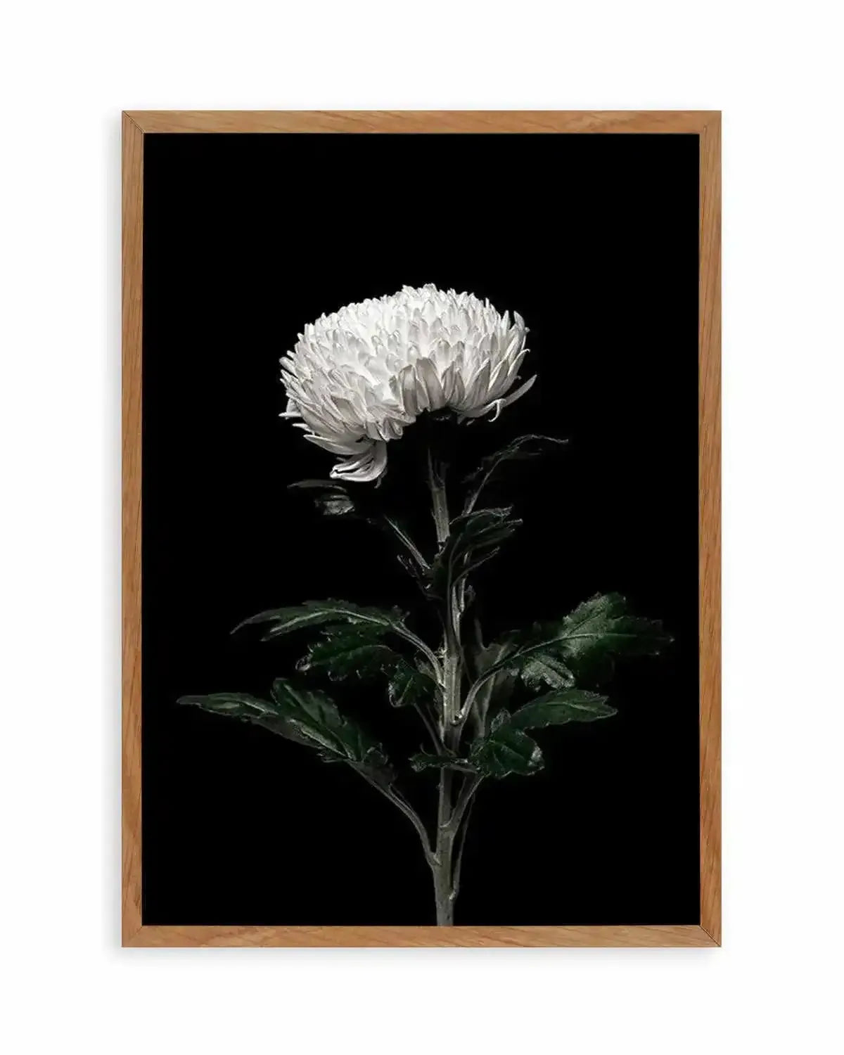 The White Flower | PT Art Print from Olive et Oriel where you can shop wallpaper and artworks online