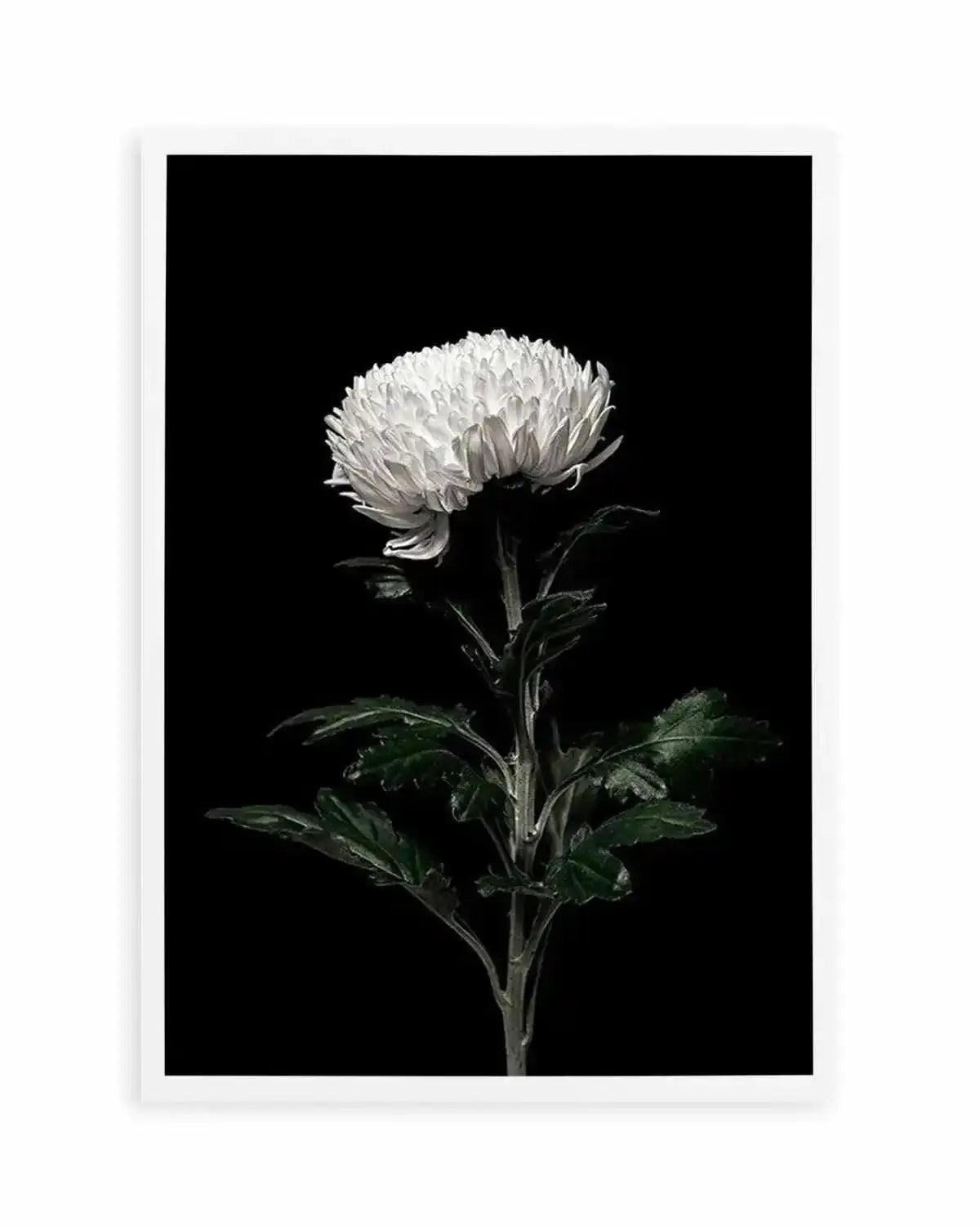 The White Flower | PT Art Print from Olive et Oriel where you can shop wallpaper and artworks online