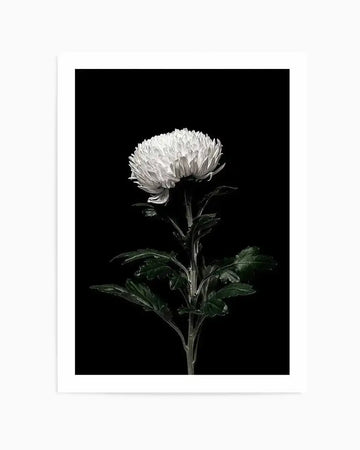 The White Flower  PT Art Print art print in white frame