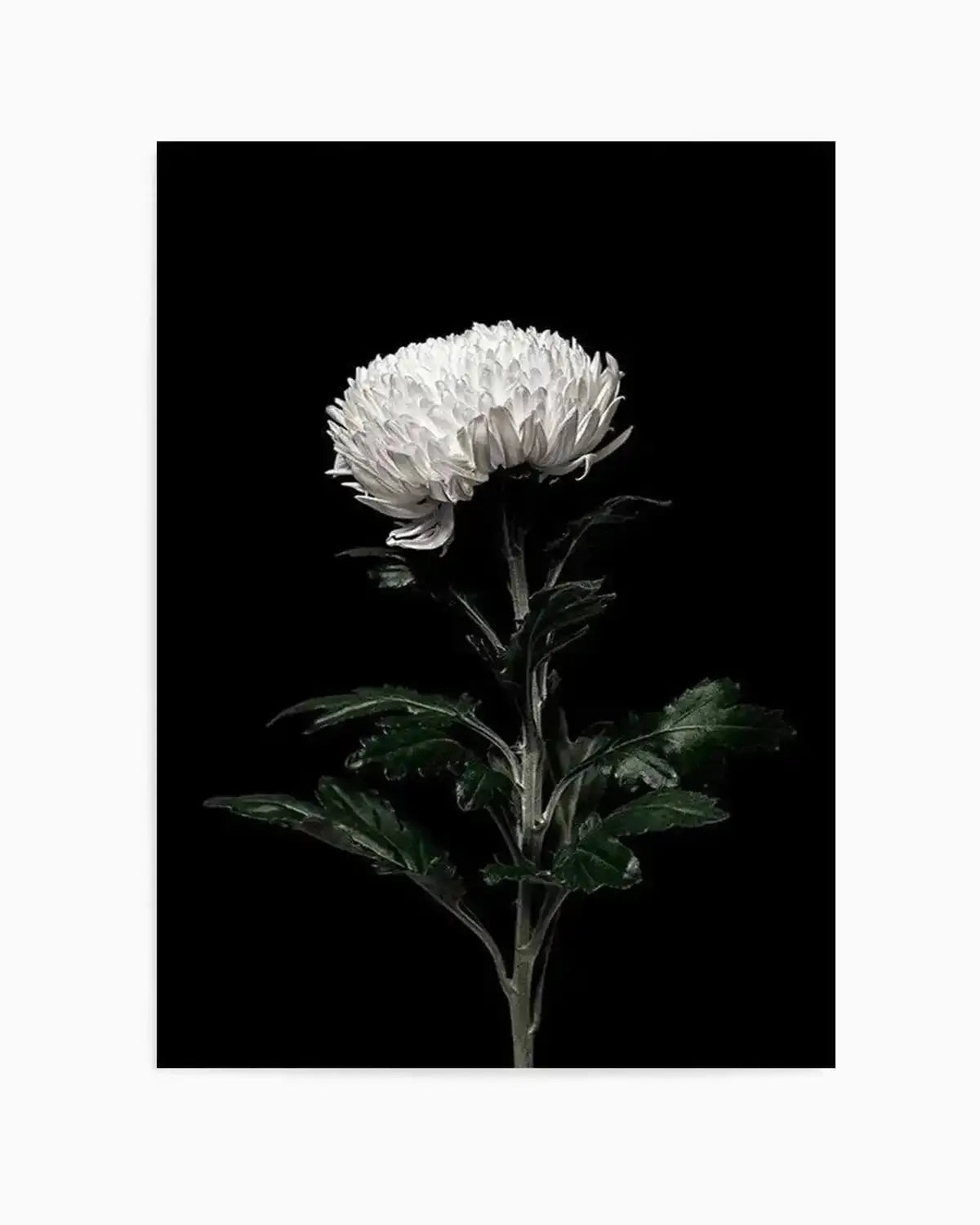 The White Flower | PT Art Print from Olive et Oriel where you can shop wallpaper and artworks online