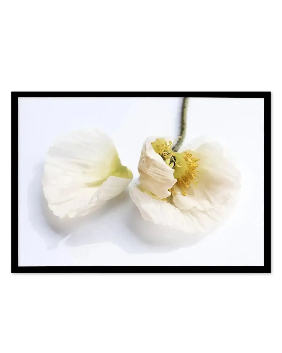 The White Poppy Art Print from Olive et Oriel where you can shop wallpaper and artworks online