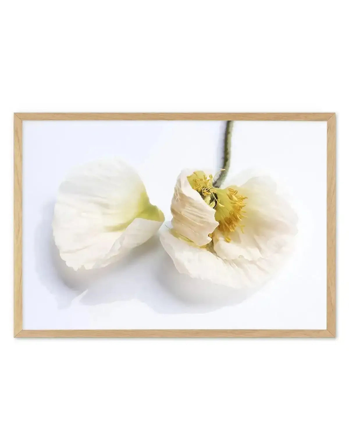 The White Poppy Art Print from Olive et Oriel where you can shop wallpaper and artworks online