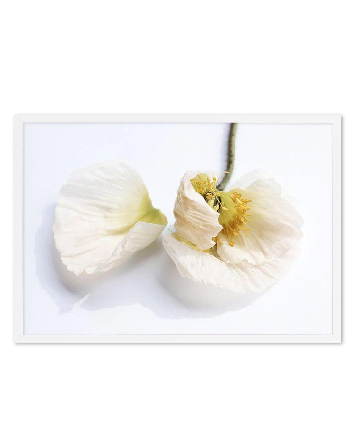 The White Poppy Art Print