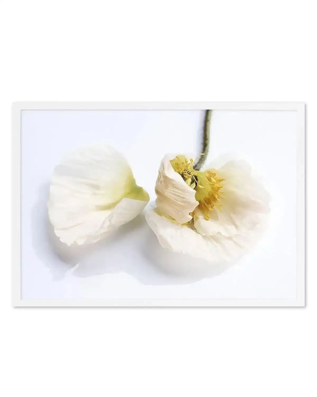 The White Poppy Art Print from Olive et Oriel where you can shop wallpaper and artworks online