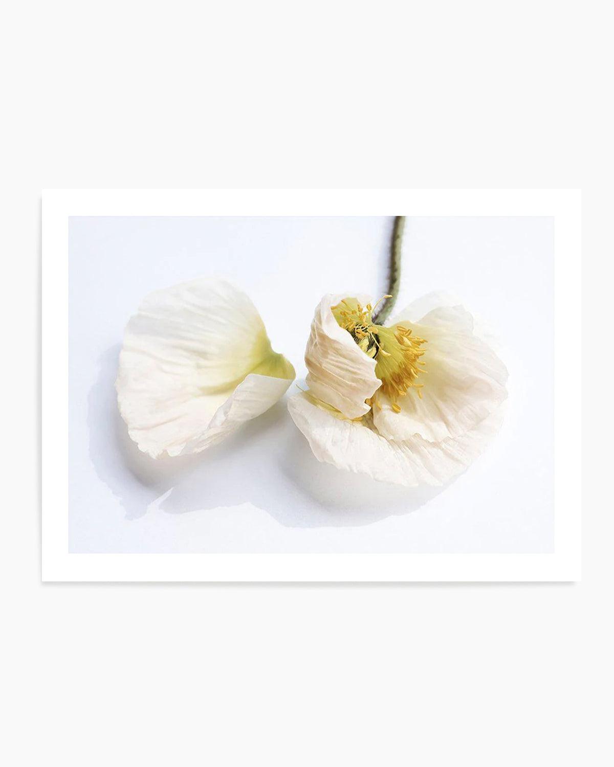 The White Poppy Art Print