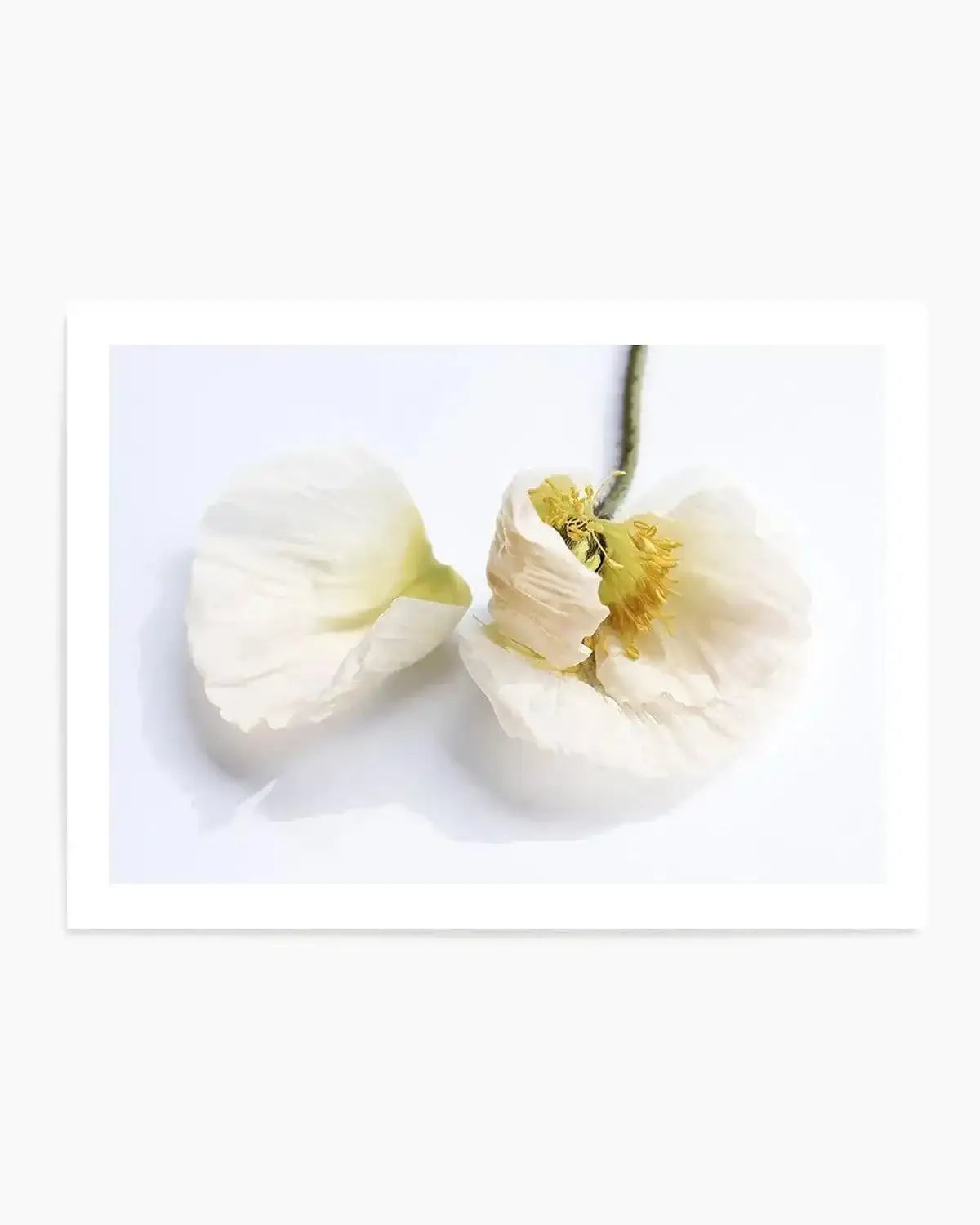 The White Poppy Art Print from Olive et Oriel where you can shop wallpaper and artworks online