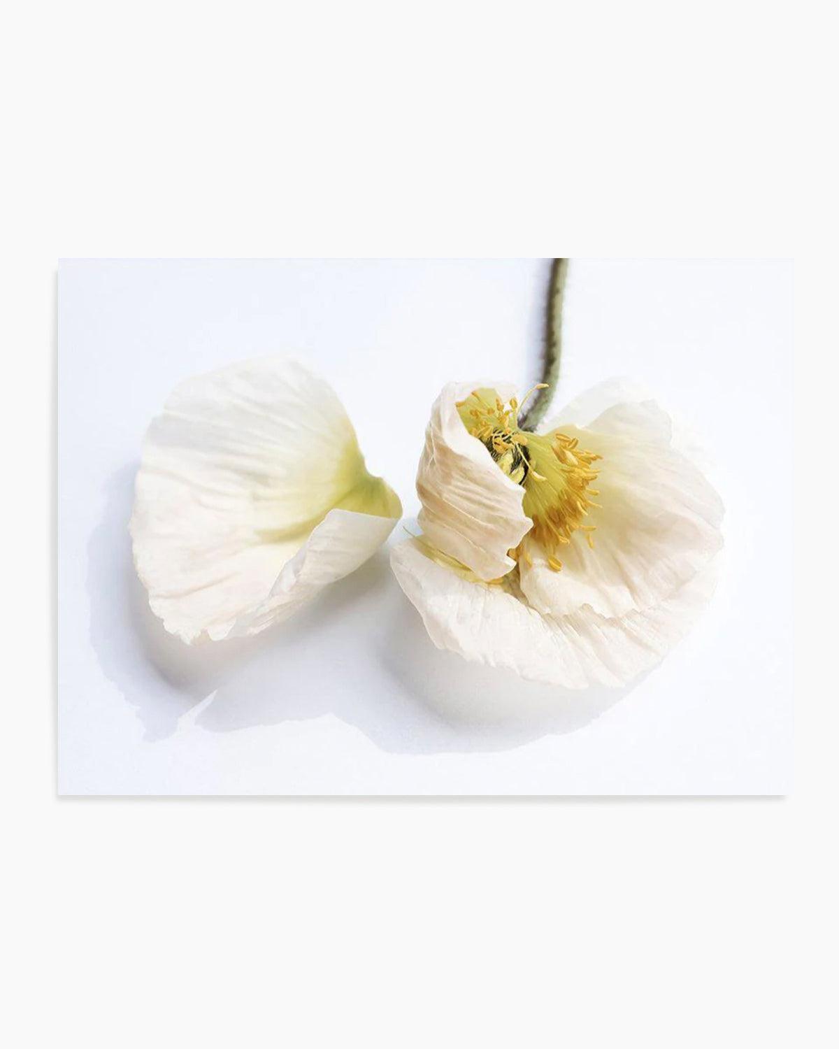 The White Poppy Art Print