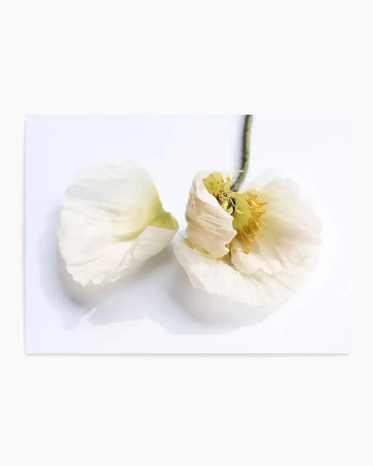 The White Poppy Art Print from Olive et Oriel where you can shop wallpaper and artworks online