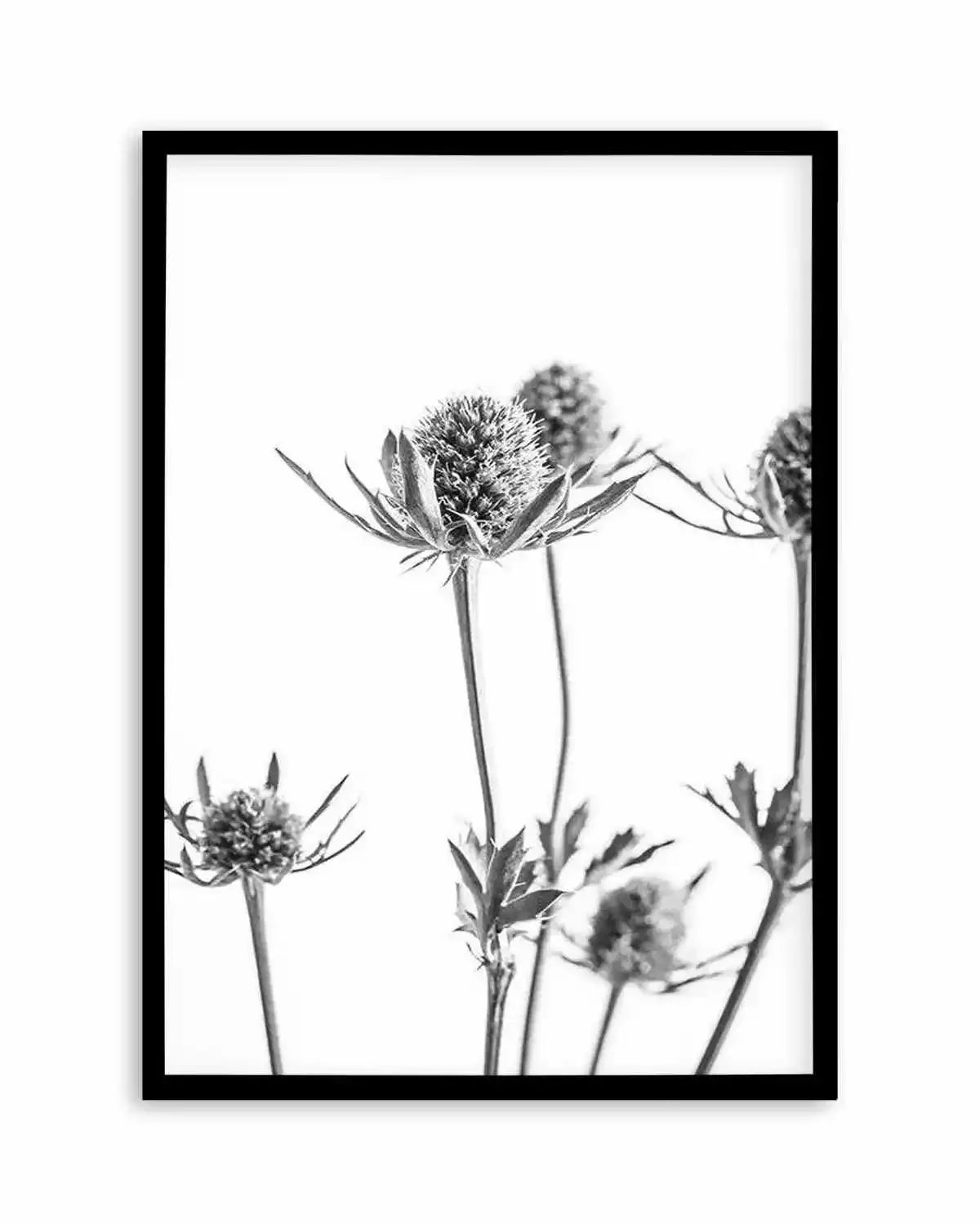 Thistle I Art Print from Olive et Oriel where you can shop wallpaper and artworks online