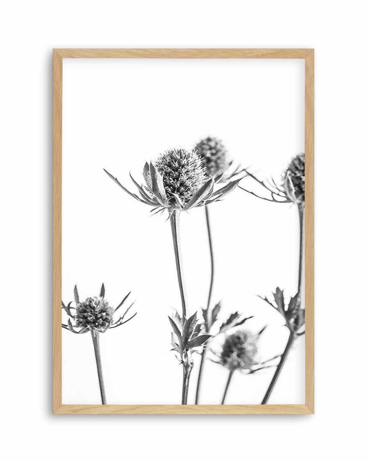 Thistle I Art Print