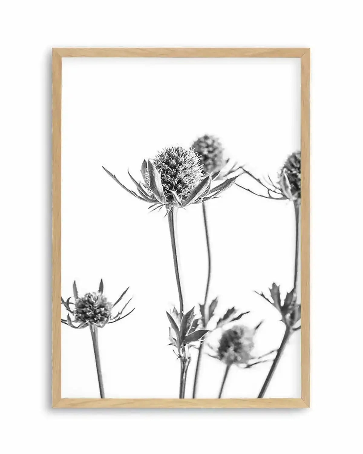 Thistle I Art Print from Olive et Oriel where you can shop wallpaper and artworks online