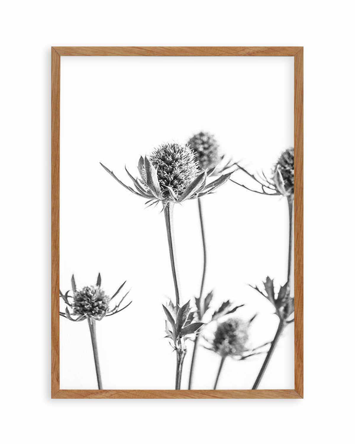 Thistle I Art Print