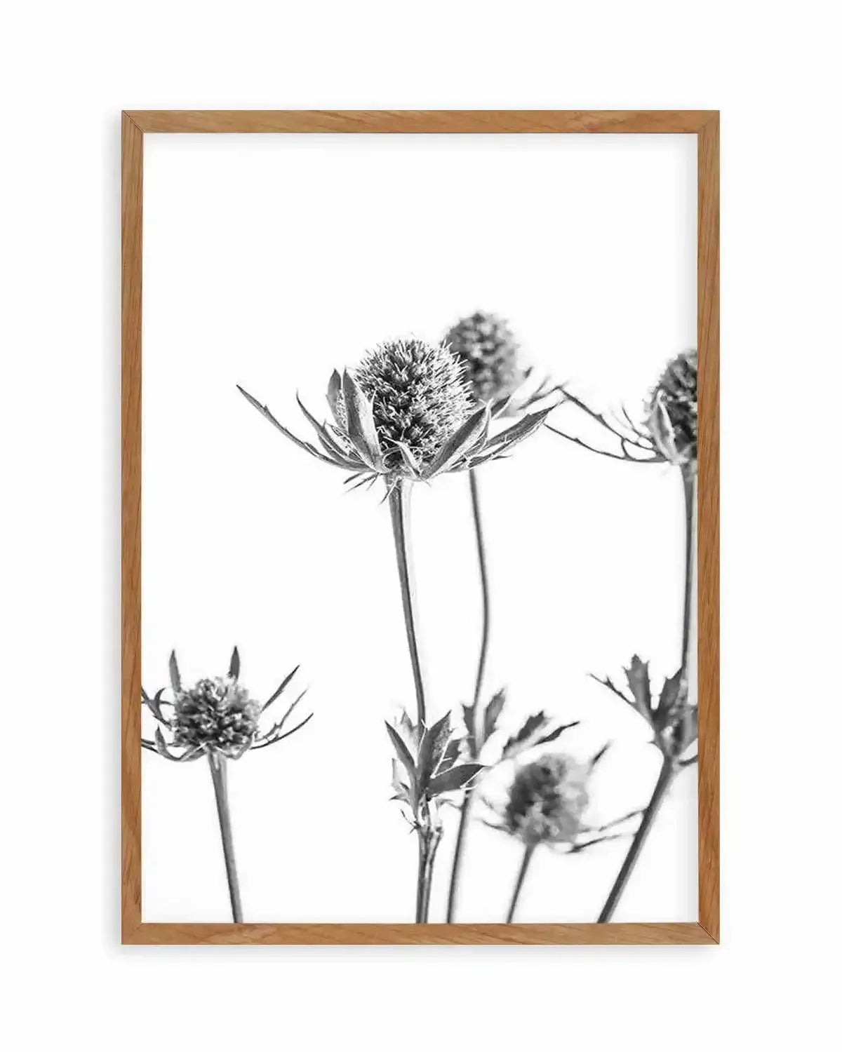 Thistle I Art Print from Olive et Oriel where you can shop wallpaper and artworks online