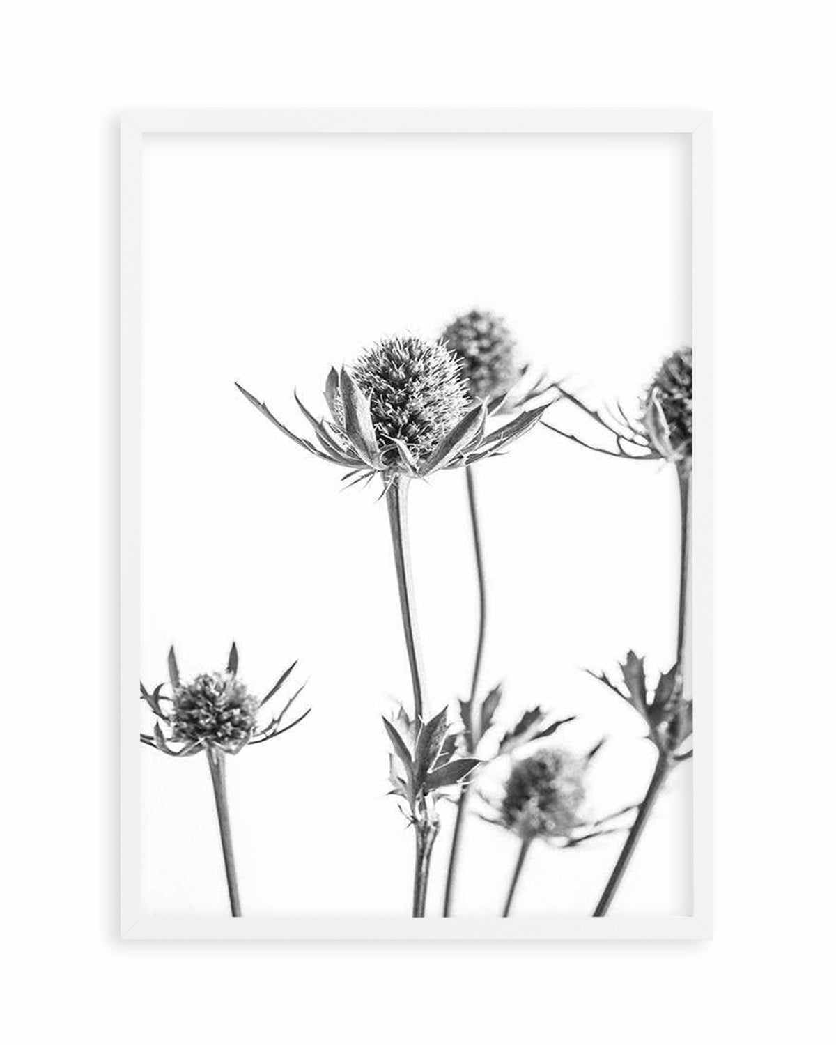 Thistle I Art Print