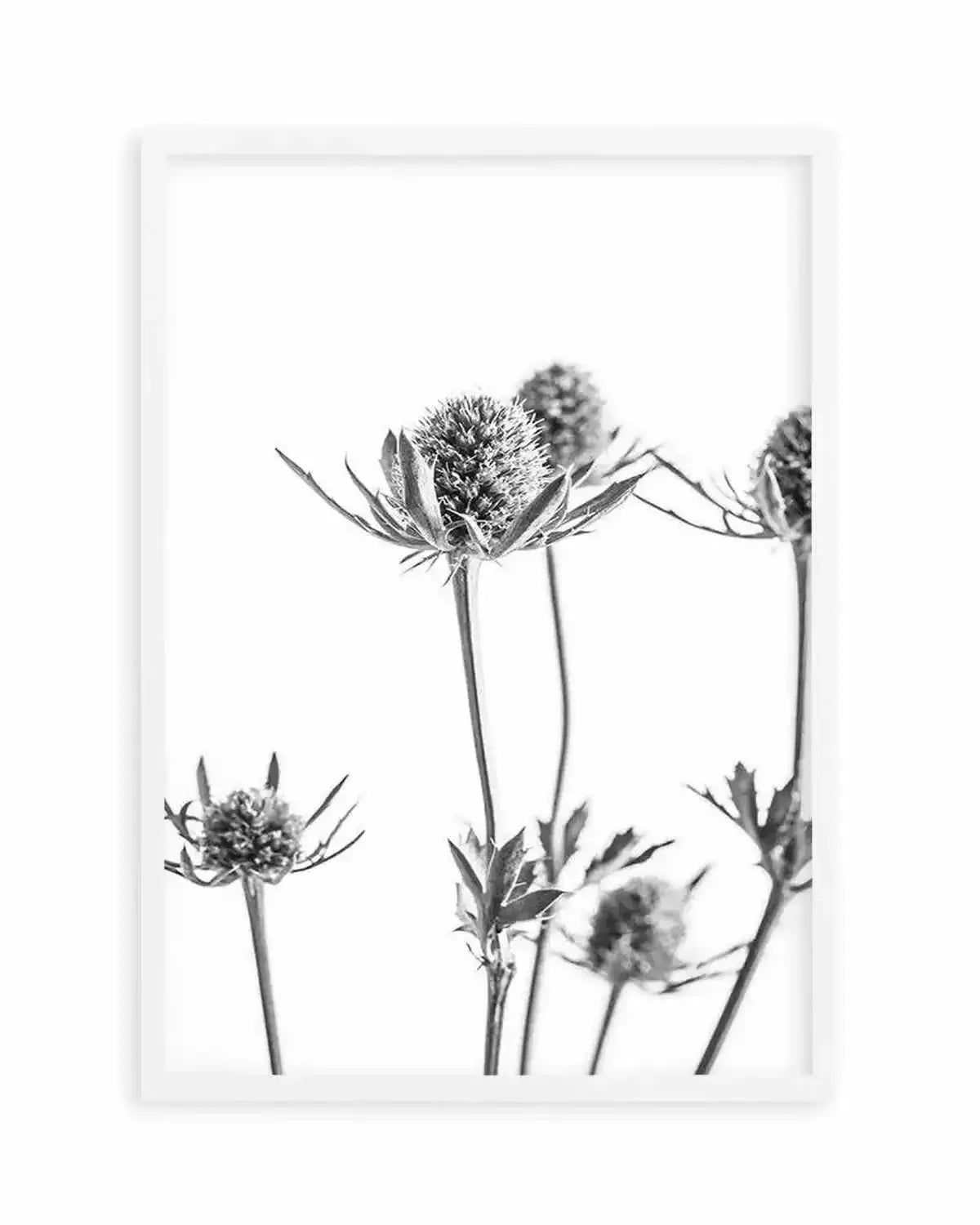 Thistle I Art Print from Olive et Oriel where you can shop wallpaper and artworks online